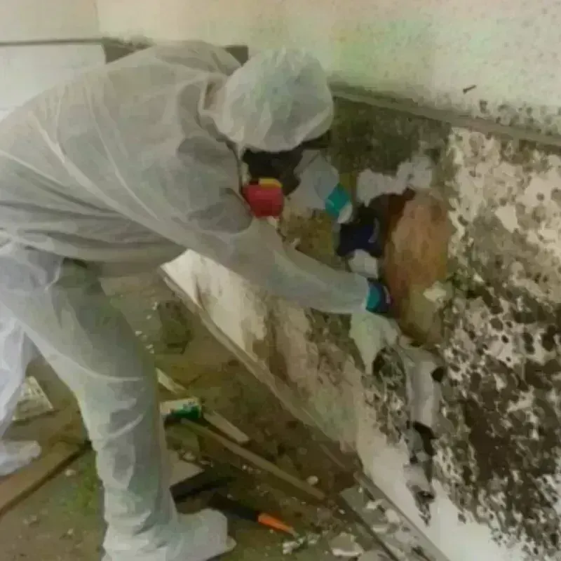 Mold Remediation and Removal in Fayetteville, NY